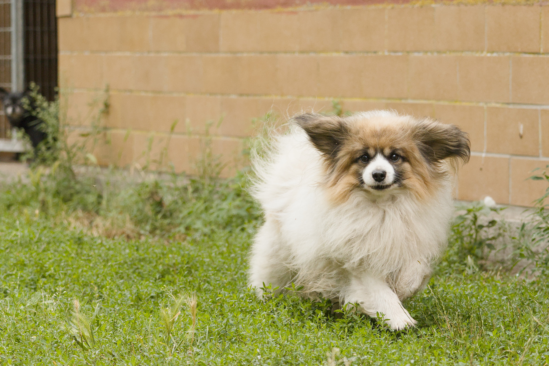 26_sirius-hundepension_0309_1920px